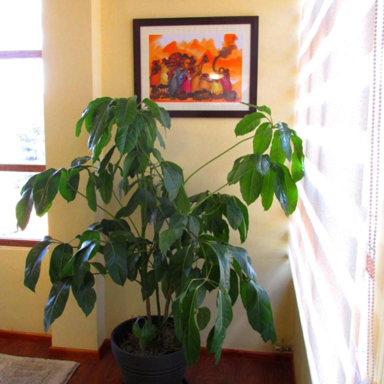 Best View apartment downtown Cusco - Apartment with Terrace - 32