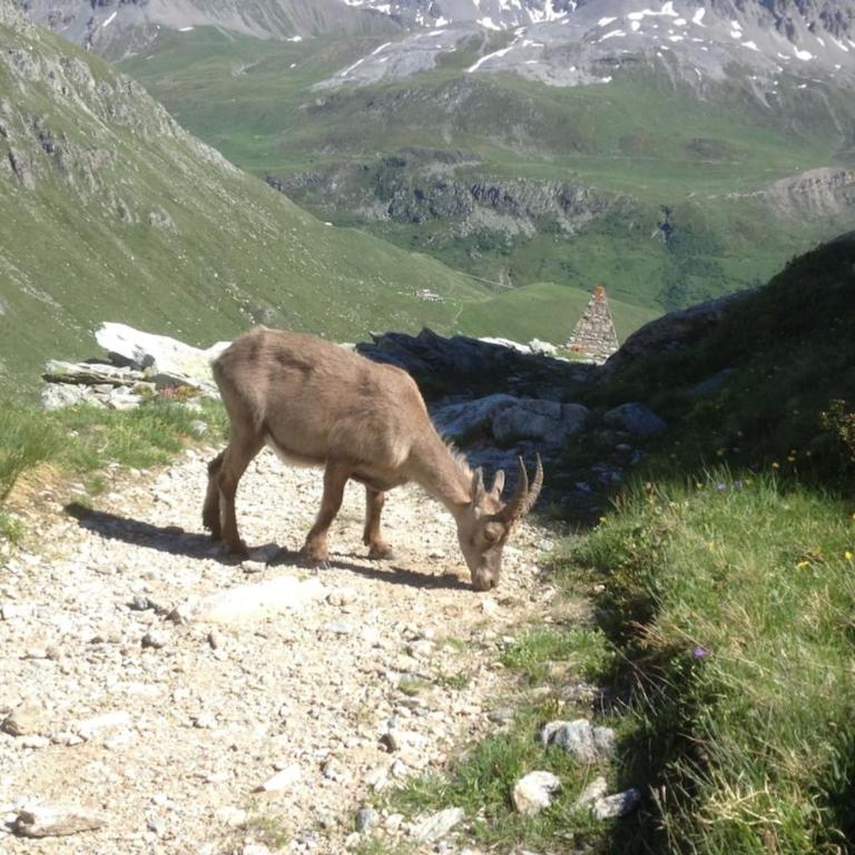 Vacation rental - Pralognan La Vanoise Savoie - Appartement - 42