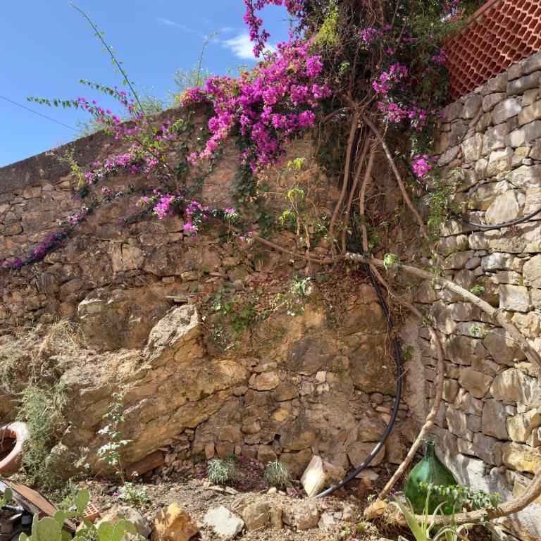 Casa Romita - Appartamento con 1 Camera da Letto e con Giardino - 22