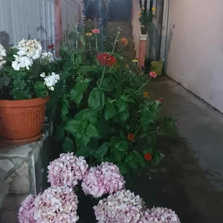Apartmani Šušanj - Maison 1 Chambre - 3