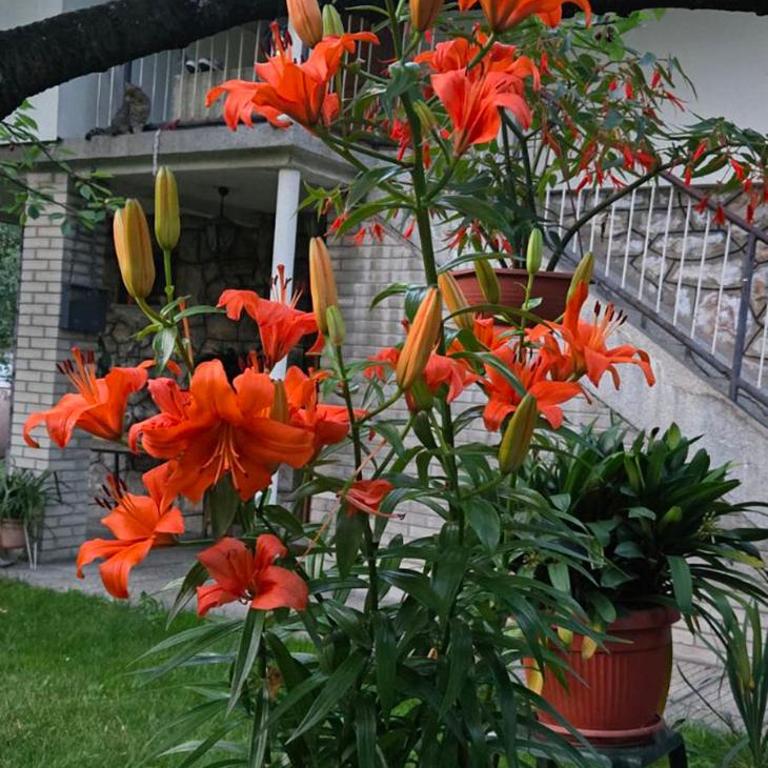 Secret Garden - Apartman sa 1 Spavaćom Sobom - 10