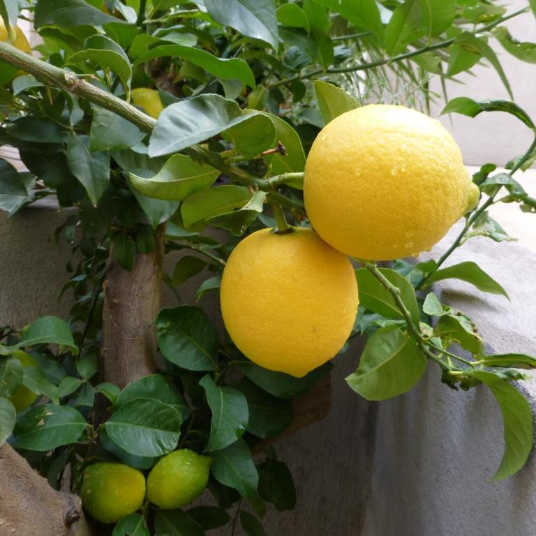L'Orangeraie et la Palmeraie d'Endoume - Hébergement L'Orangeraie - 27