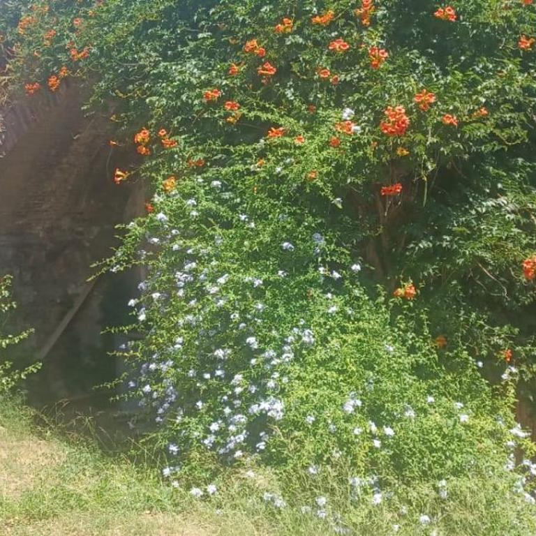 Rome Code Trastevere Guest House - Camera Matrimoniale con Vista Giardino - 1
