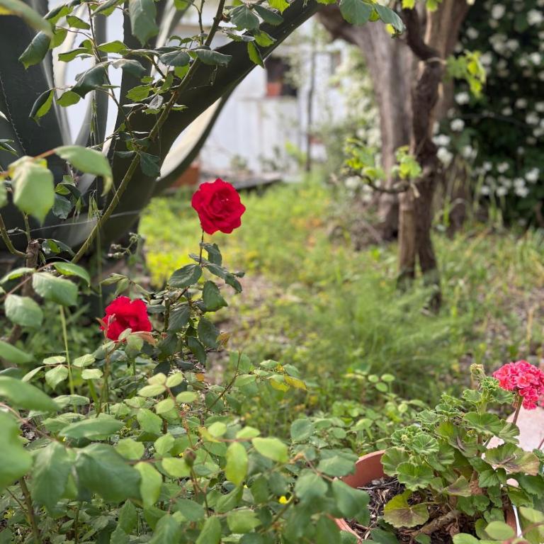 The Roses House, Fondo San Vito - Casa con 2 Camere da Letto - 3