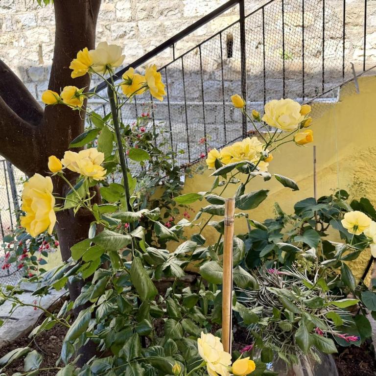 HOST4U - Honey's Home with Balcony and Garden in Imperia City Center - Appartamento con 2 Camere da Letto - 14