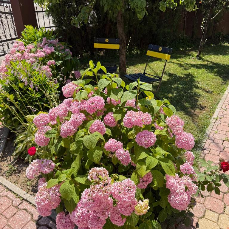 Apartments Flora - Appartement 1 Chambre - 25