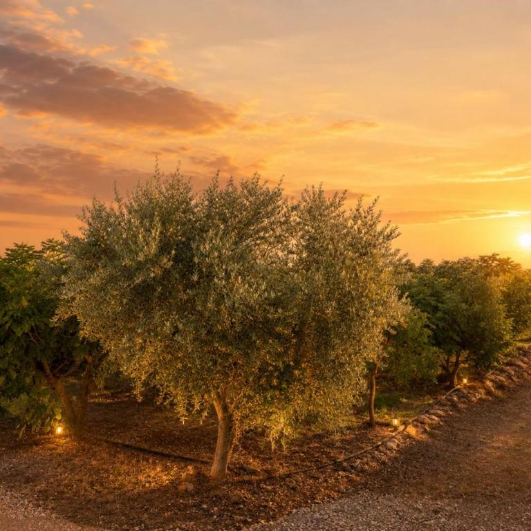 Private Pool Villa, Olive Grove & Big Yard - Vila sa 3 Spavaće Sobe - 8