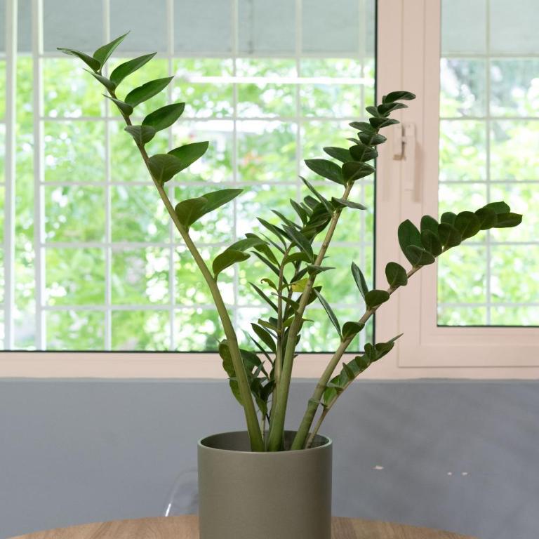 Green House Eur - Rome - Modern apartment - Appartamento con 1 Camera da Letto - 7