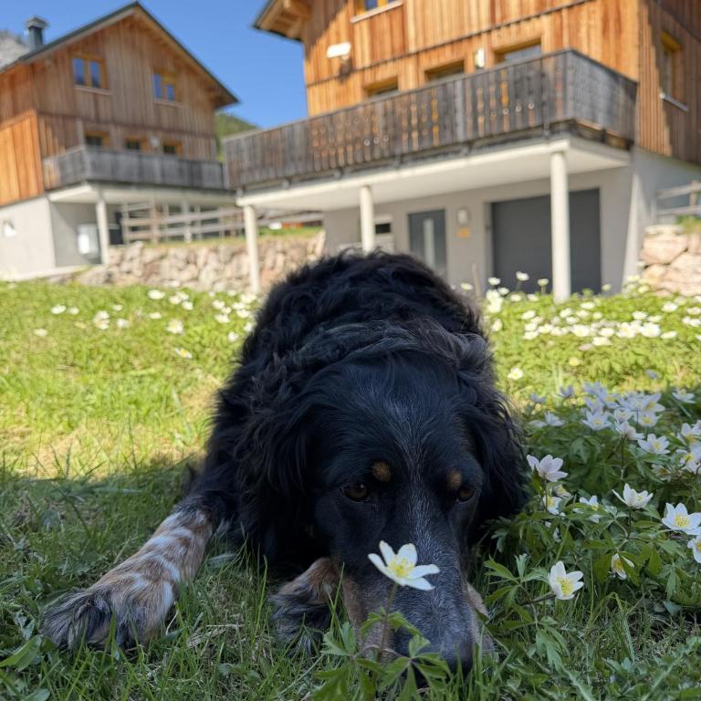 Hideaway Chalets Loser - 6 by AA Holiday Homes - Chalet - 62