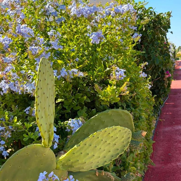 Casa vacanze Marzamare - Borgo 84 - One-Bedroom Apartment - 43