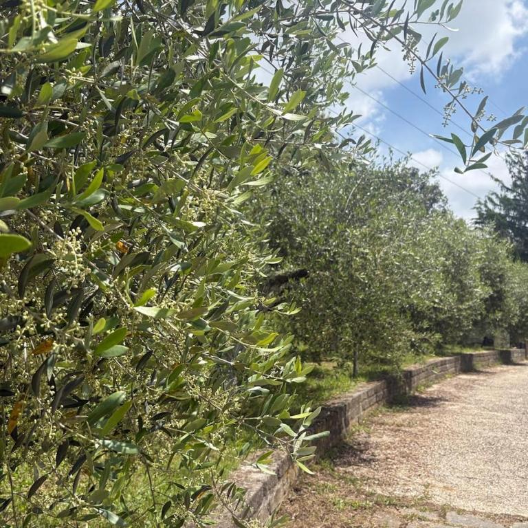 Charming Bracciano Home for a Peaceful Escape - Appartamento con 2 Camere da Letto - 35