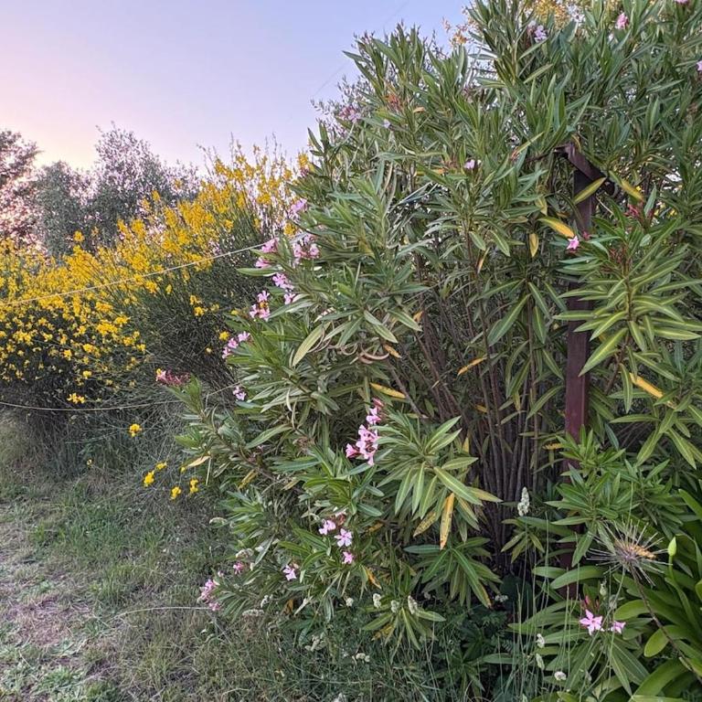 Charming Bracciano Home for a Peaceful Escape - Appartamento con 2 Camere da Letto - 38