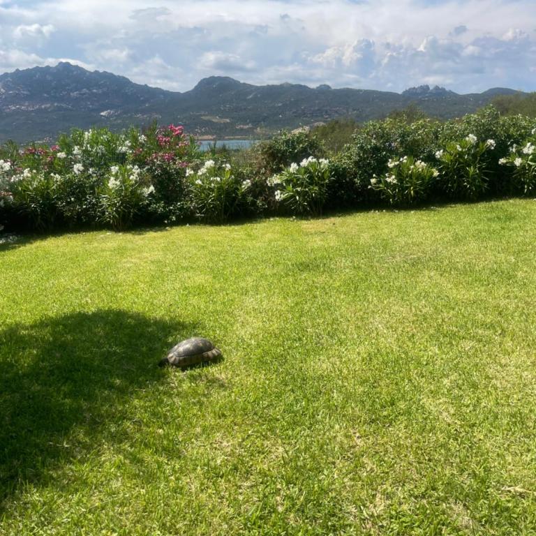 Residenza Costasmeraldina - Three-Bedroom House - 10