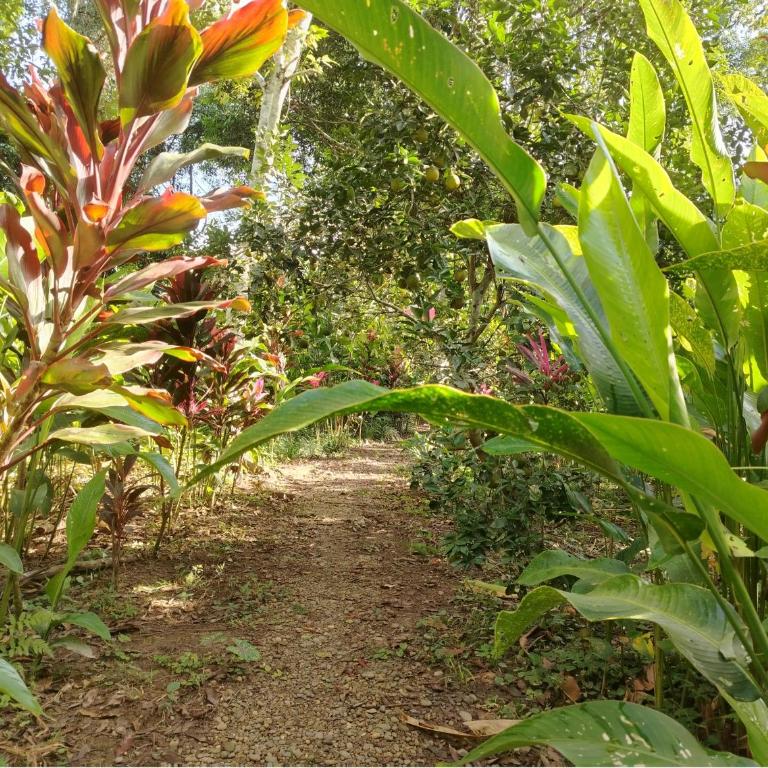 Musas Garden Lodge Tambopata - Standard Bungalow - 9