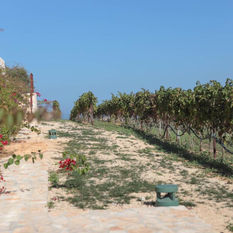 TD Tenuta Donna Madia Sea View Pool Over Vineyard - Villa - 35