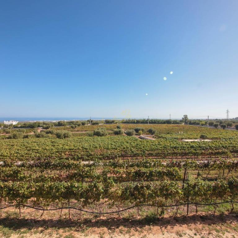 TD Tenuta Donna Madia Sea View Pool Over Vineyard - Villa - 52