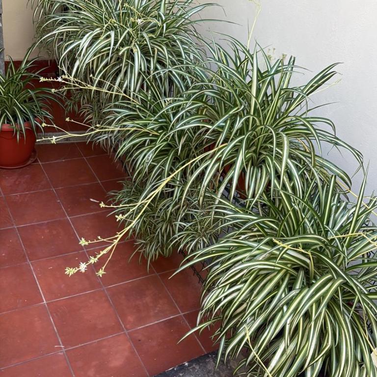 Salerno Old Town Charm Your Gateway to Amalfi Coast - Appartamento con 1 Camera da Letto e Terrazza - 6
