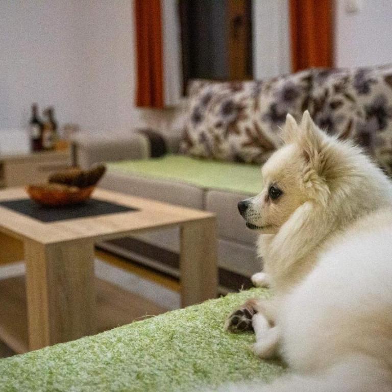 Orange stan - Apartman sa 2 Spavaće Sobe - 5