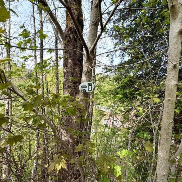 Majestic Forest - refuge paisible - 15 personnes - Chalet - 59