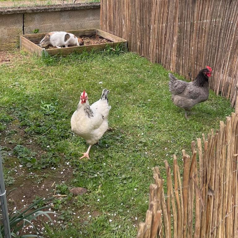 Independent studio with terrace and garden - Appartement 1 Chambre - 12