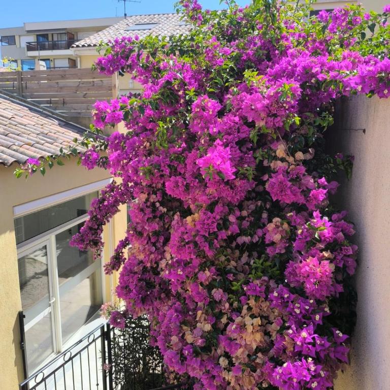 Résidence St François - Apartment mit Gartenblick - 36