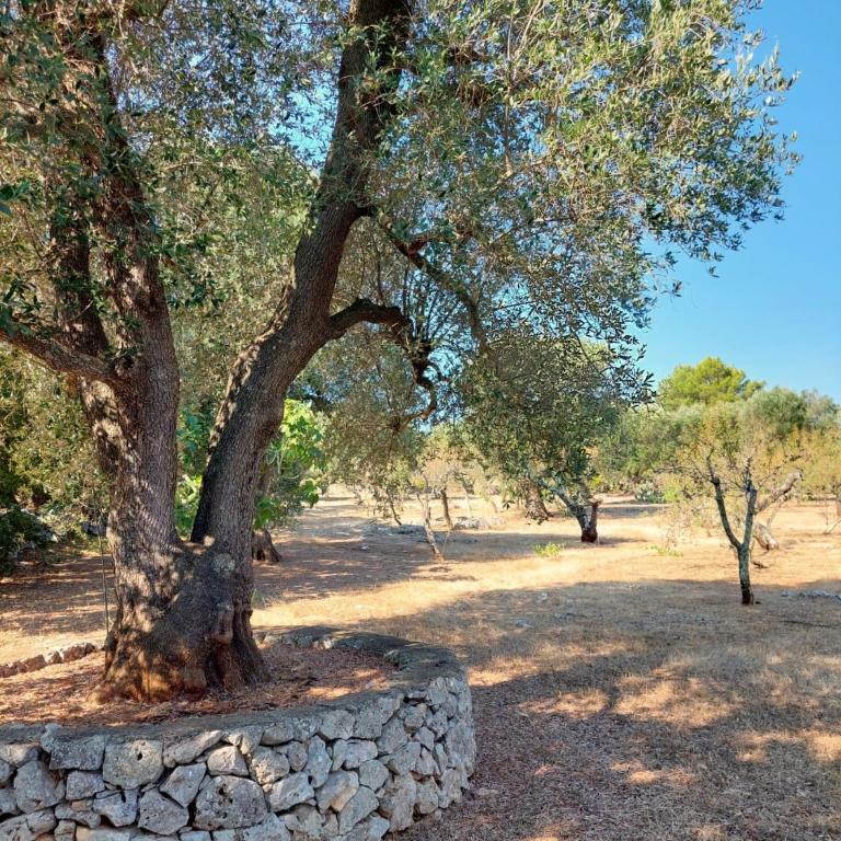 Trullo Luce delle Stelle - Casa de 3 dormitorios - 15