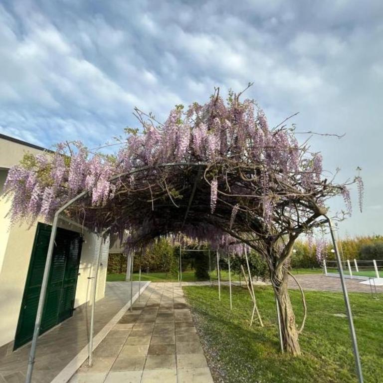 Le Cicale - Villa - 15