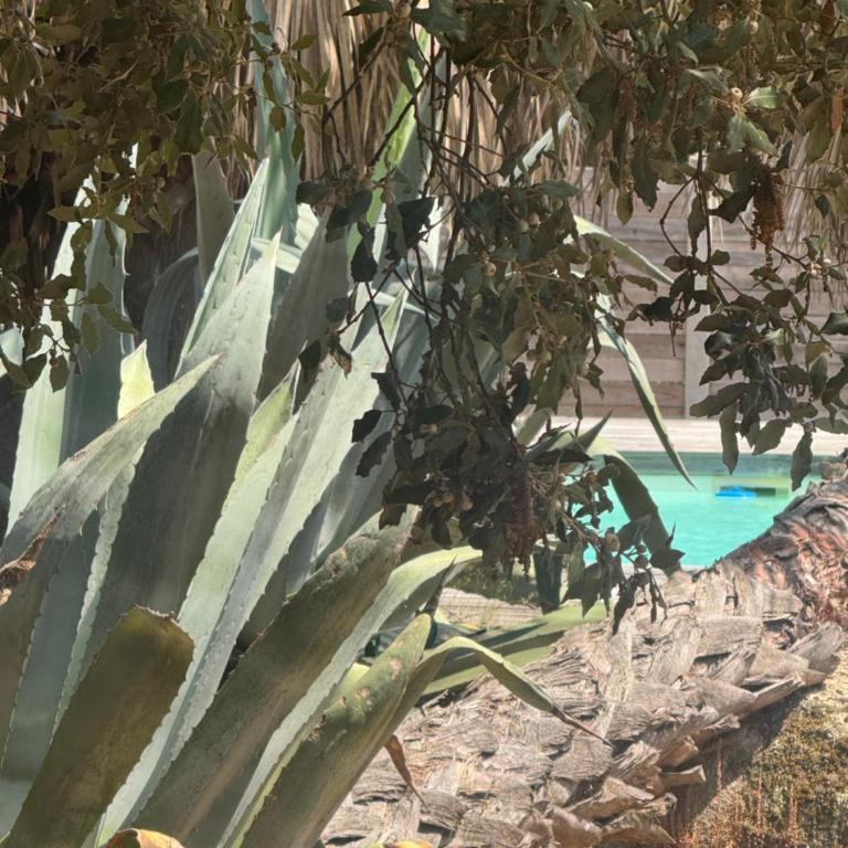 Le Chai de l'Océan - Villa Soulacaise plage à 100m Piscine Jardin 1400m2 - Villa 1 Chambre - 3