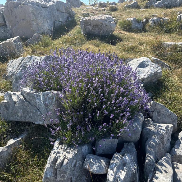 Parenthèse des cimes - Nature & Évasion - Studio - Vue sur Montagne - 11