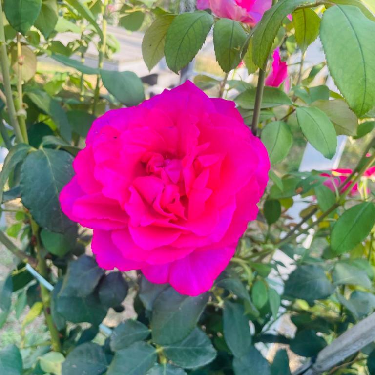 Residenza All'Antica Limonaia - Two-Bedroom Chalet - 1