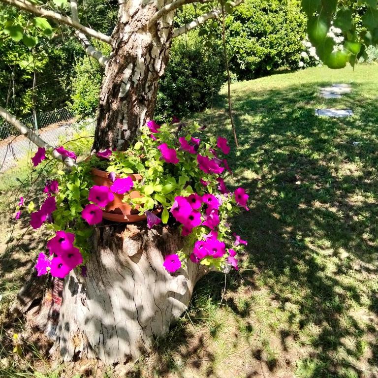 Appartamento la CAMELIA - scorci di Lago - Apartment mit Seeblick - 12