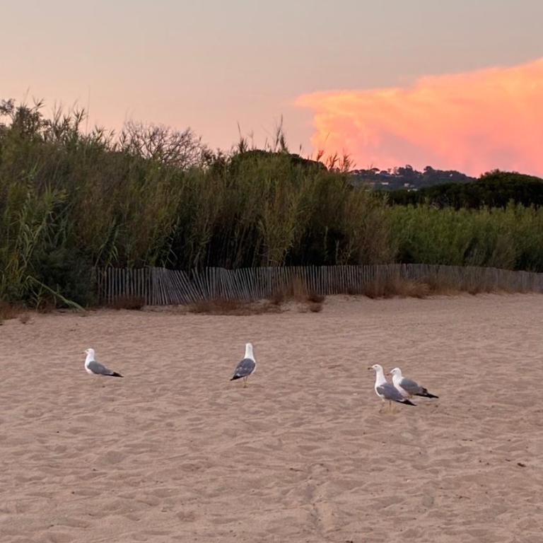 Très joli T2 de 40m2 plage à 300m clim, balcon, garage, Cosy et Tout confort - Appartamento con 1 Camera da Letto - 37