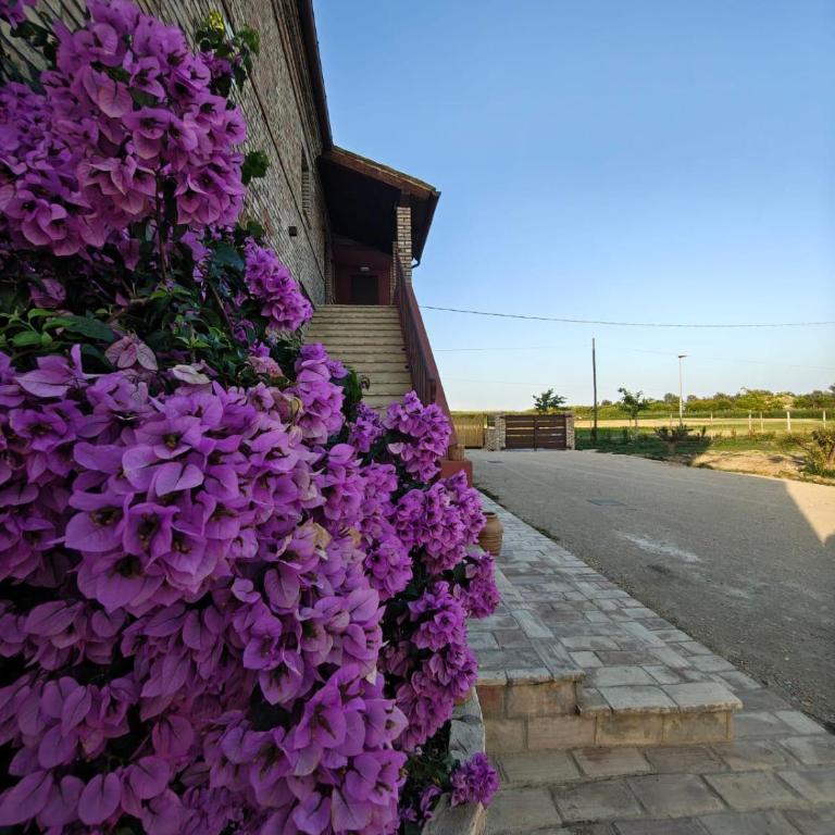 Sentina al mare - Appartamento con 2 Camere da Letto - 2