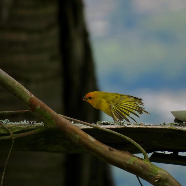 Andes Ecolodge - Chalet - 11
