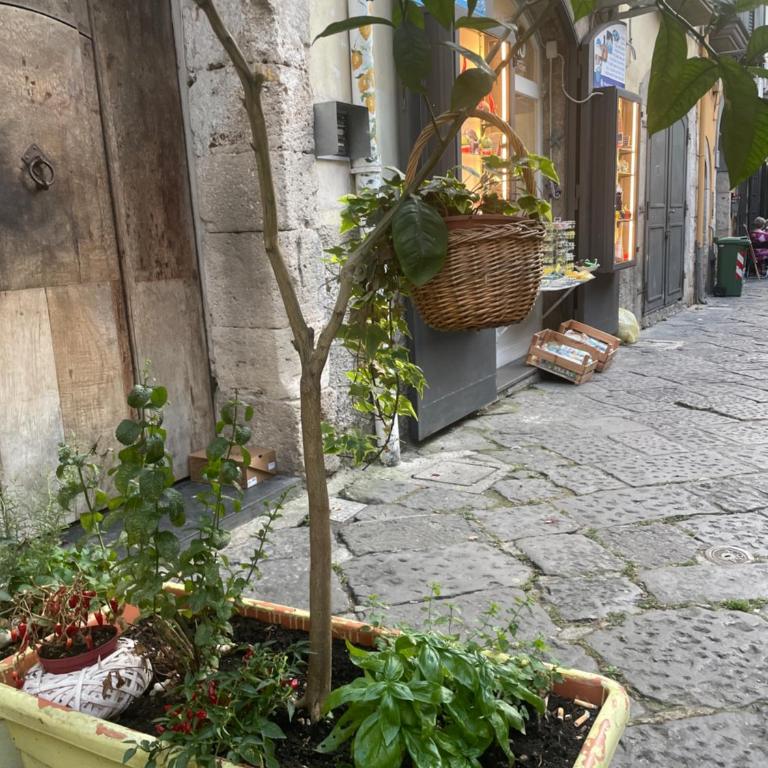 Vicolo Giudaica 32 - Appartamento con 2 Camere da Letto - 1