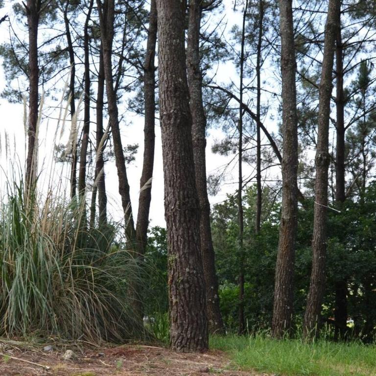 Villa Mouronzon con Finca 2500 m2 a 5 min centro - Villa - 28