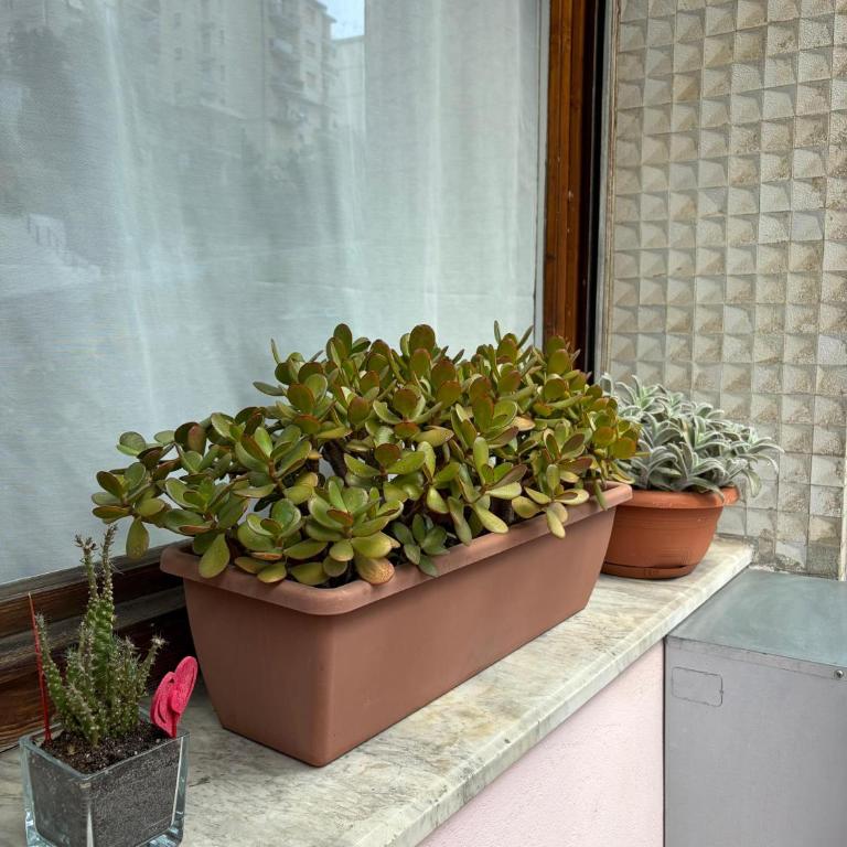 Zuly House - Apartamento de 1 dormitorio - 35