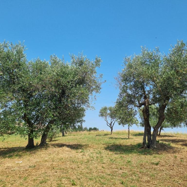 Gli Ulivi Di Siena 3 - Appartamento con 1 Camera da Letto - 4