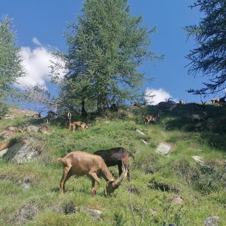 Il gallo alpino a Champorcher - Apartamento - 16