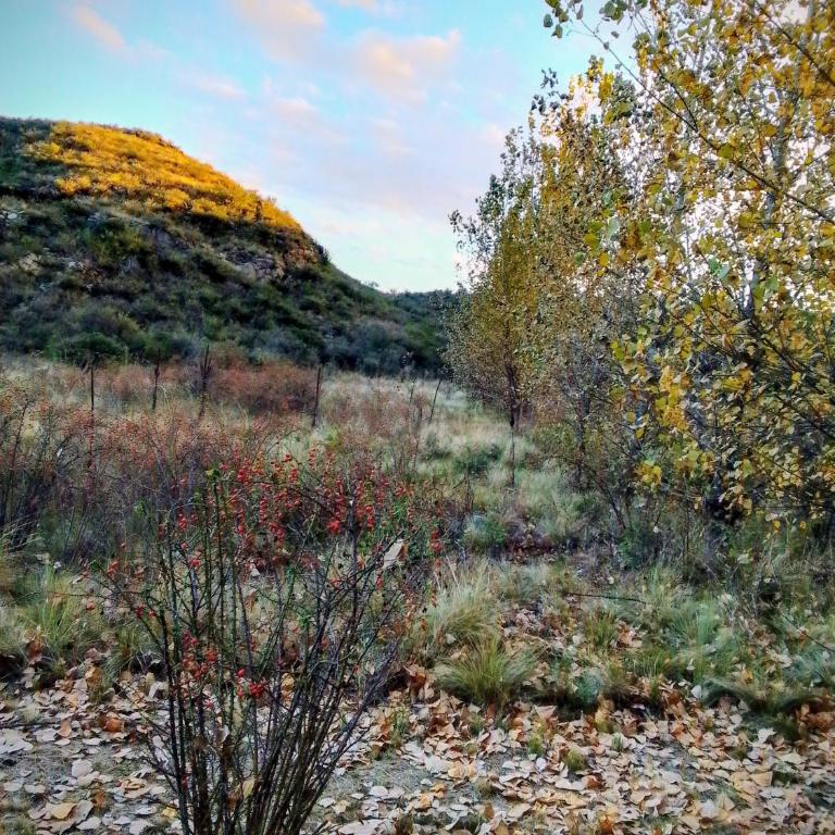 Refugio de Monte - Chalet de 1 dormitorio - 17