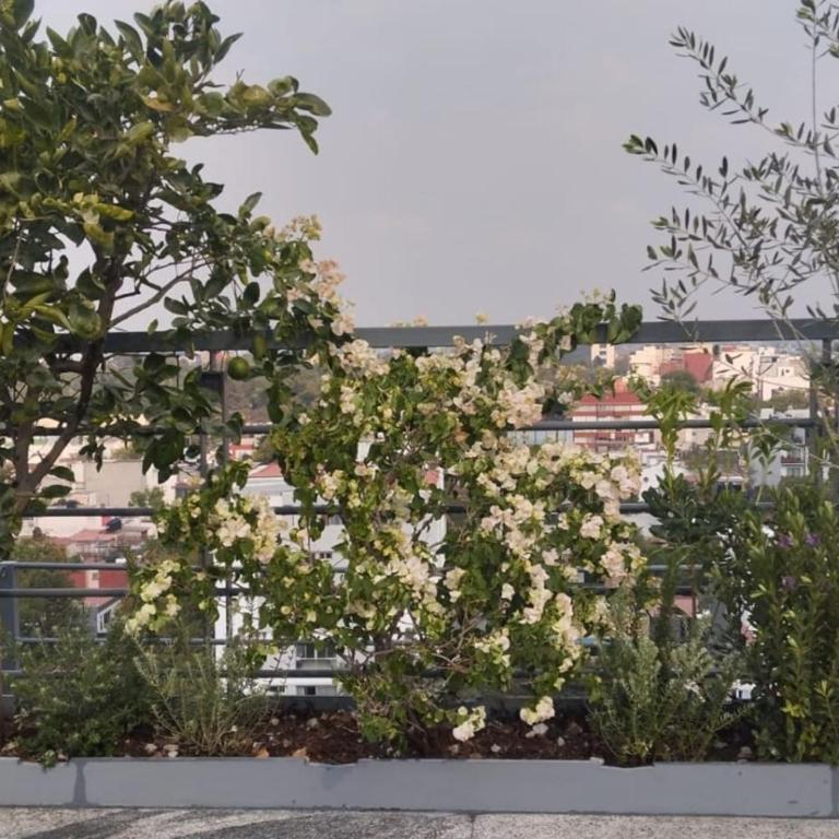 Condesa Residence - Roma Luxury Suite 204 - Appartement 1 Chambre - 44