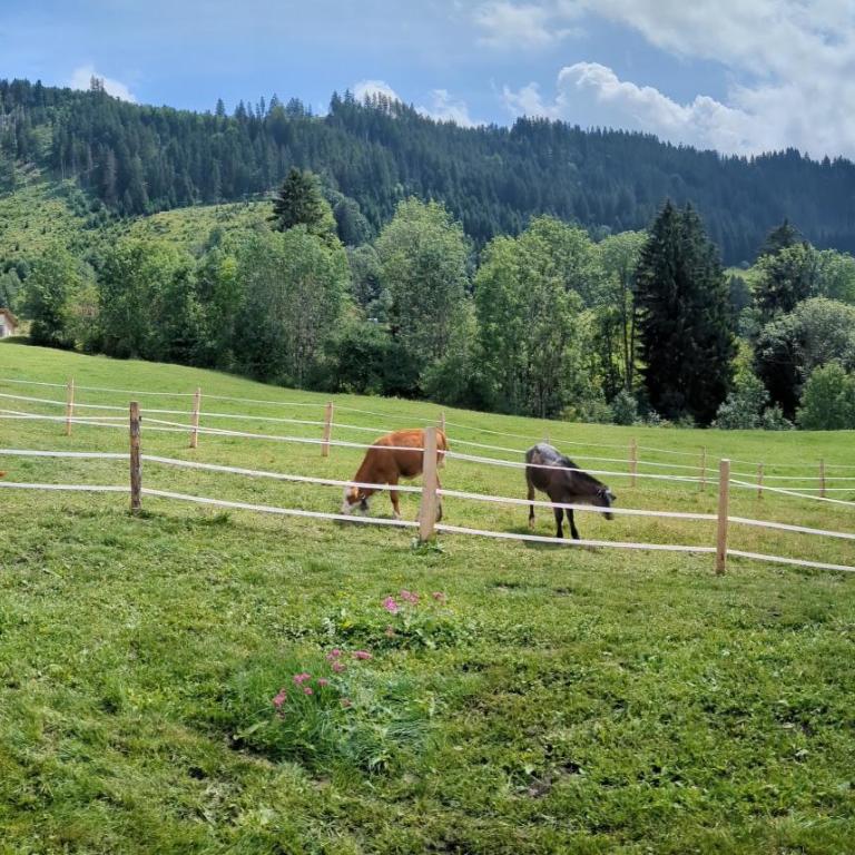 Chalet Berg & Balance - Whirlpool, Natur, Auszeit - Chalet mit 1 Schlafzimmer - 6
