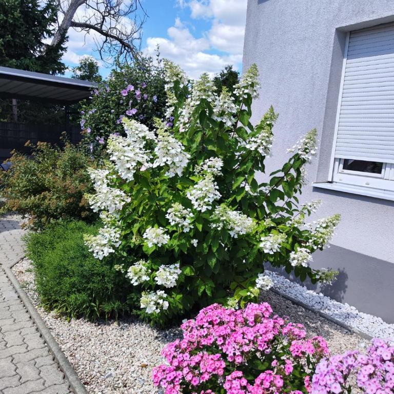 Eichbachgasse 38 - Apartment - Erdgeschoss - 1