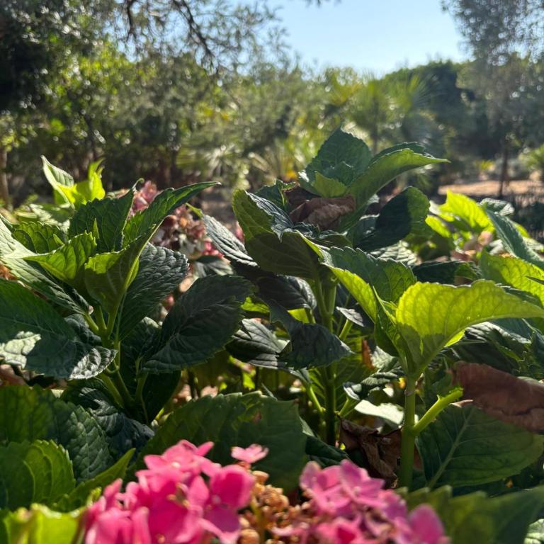 Rosanna House in Bombarde Beach - Appartamento con 2 Camere da Letto - 71