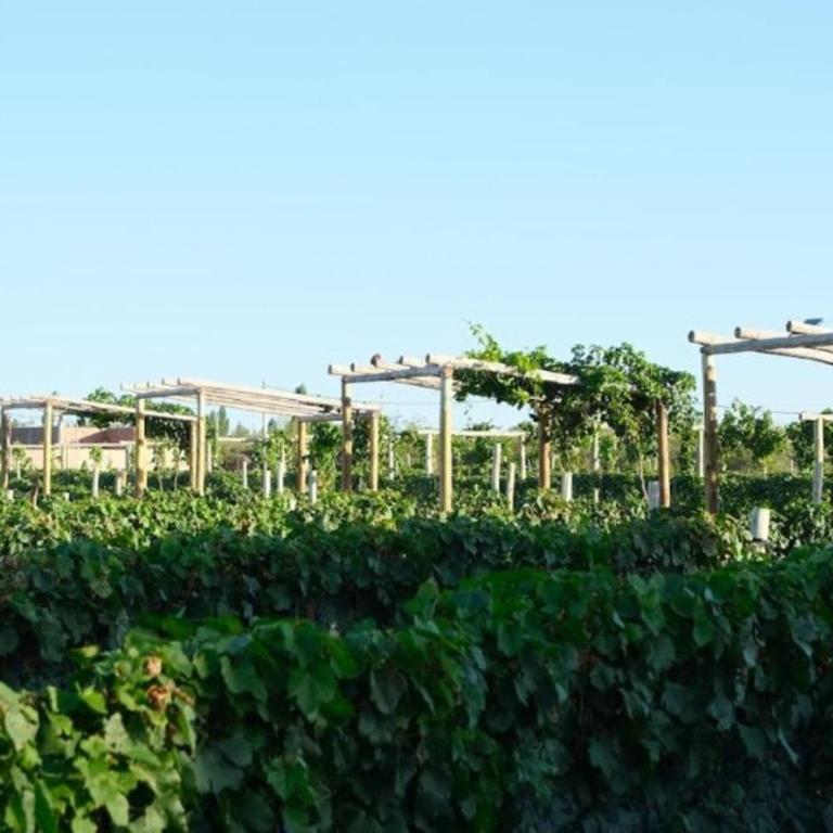 Rincon del Malbec 3 - Suite Junior con vistas a la montaña - 5