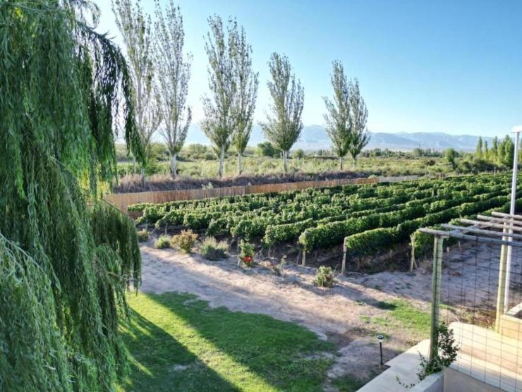 Rincon del Malbec 3 - Suite Junior con vistas a la montaña - 12