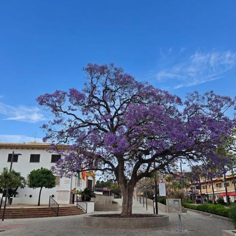 Sol de Benalmádena - Apartment mit 1 Schlafzimmer - 22