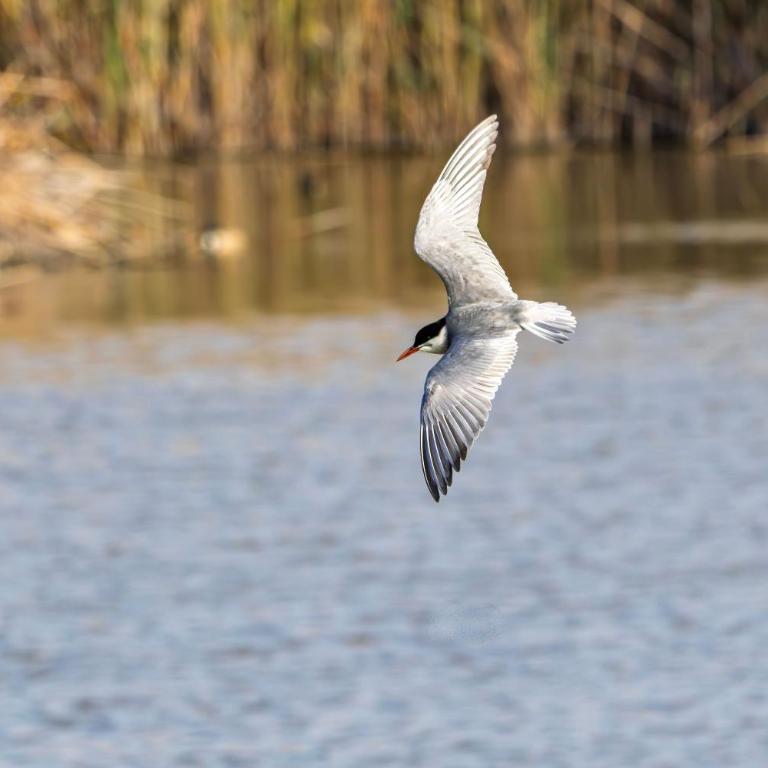 SUNSET HOLIDAY RIUMAR - Apartment with Sea View - 17