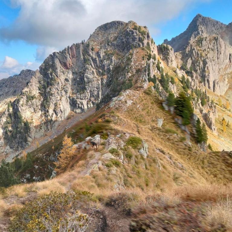 Maso dell'Alba - Ponciach - Altavalle - Appartamento con 1 Camera da Letto - 14