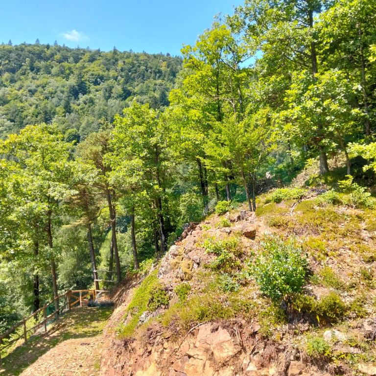 Maso dell'Alba - Ponciach - Altavalle - Appartamento con 1 Camera da Letto - 2